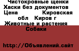 Чистокровные щенки Хаски без документов › Цена ­ 11 000 - Кировская обл., Киров г. Животные и растения » Собаки   